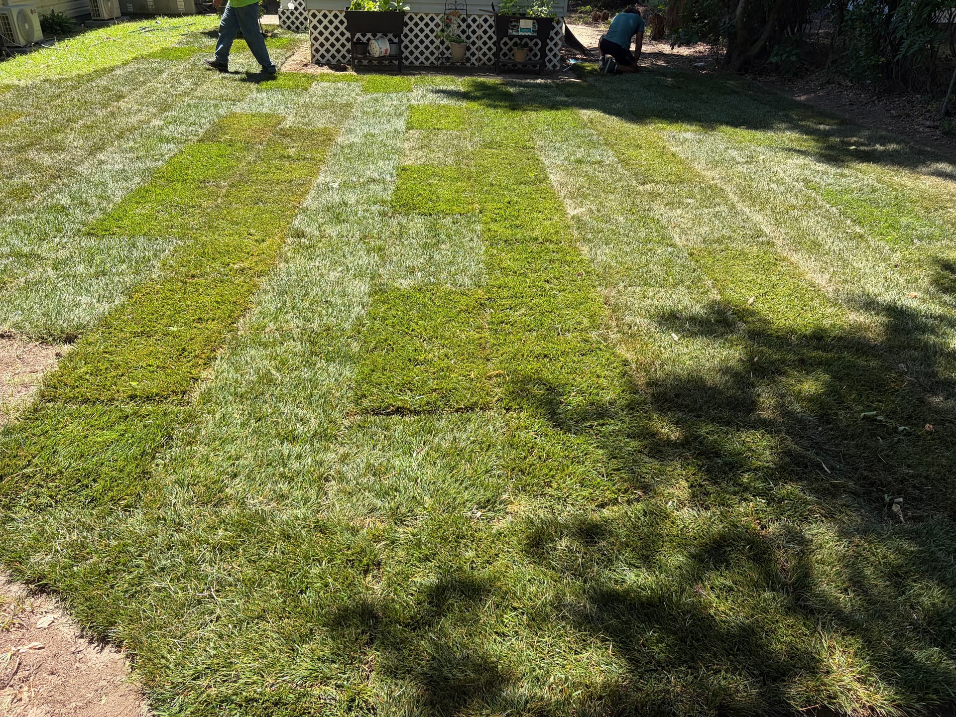 First Sod Install Complete and We're Proud of This One image