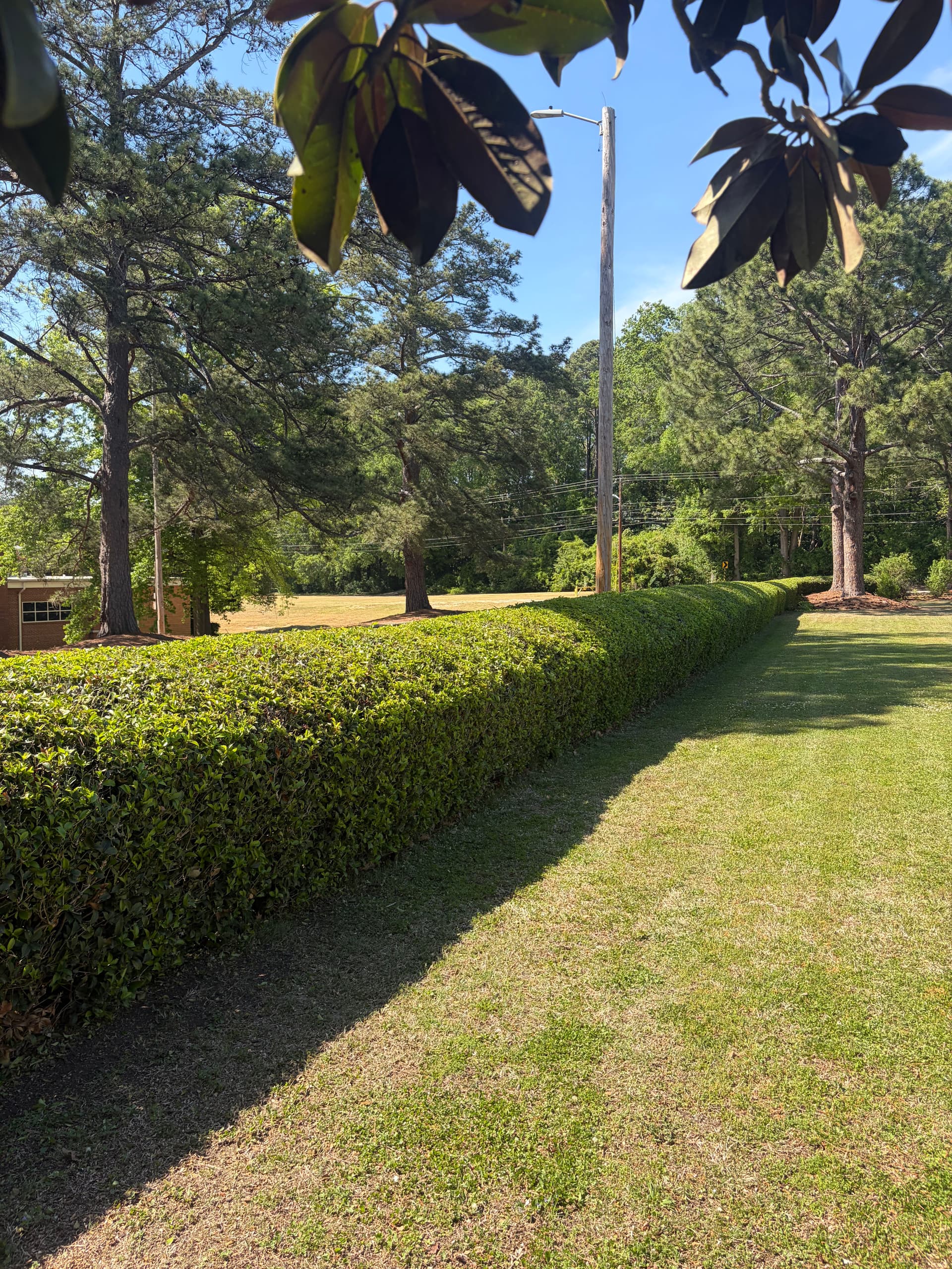 Gallery photos for Hedge Trimming in Wilson NC That Actually Makes a Difference: Image #1