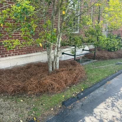 Mulched area around a tree in front of a brick building, enhancing landscaping aesthetics.