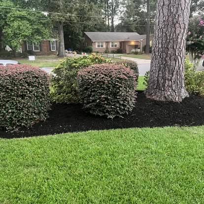 Lush front yard with trimmed shrubs and fresh mulch around a tall tree and neat grass.