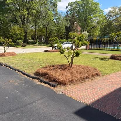 Well-maintained front yard with pine straw mulch, trees, and paved walkway.