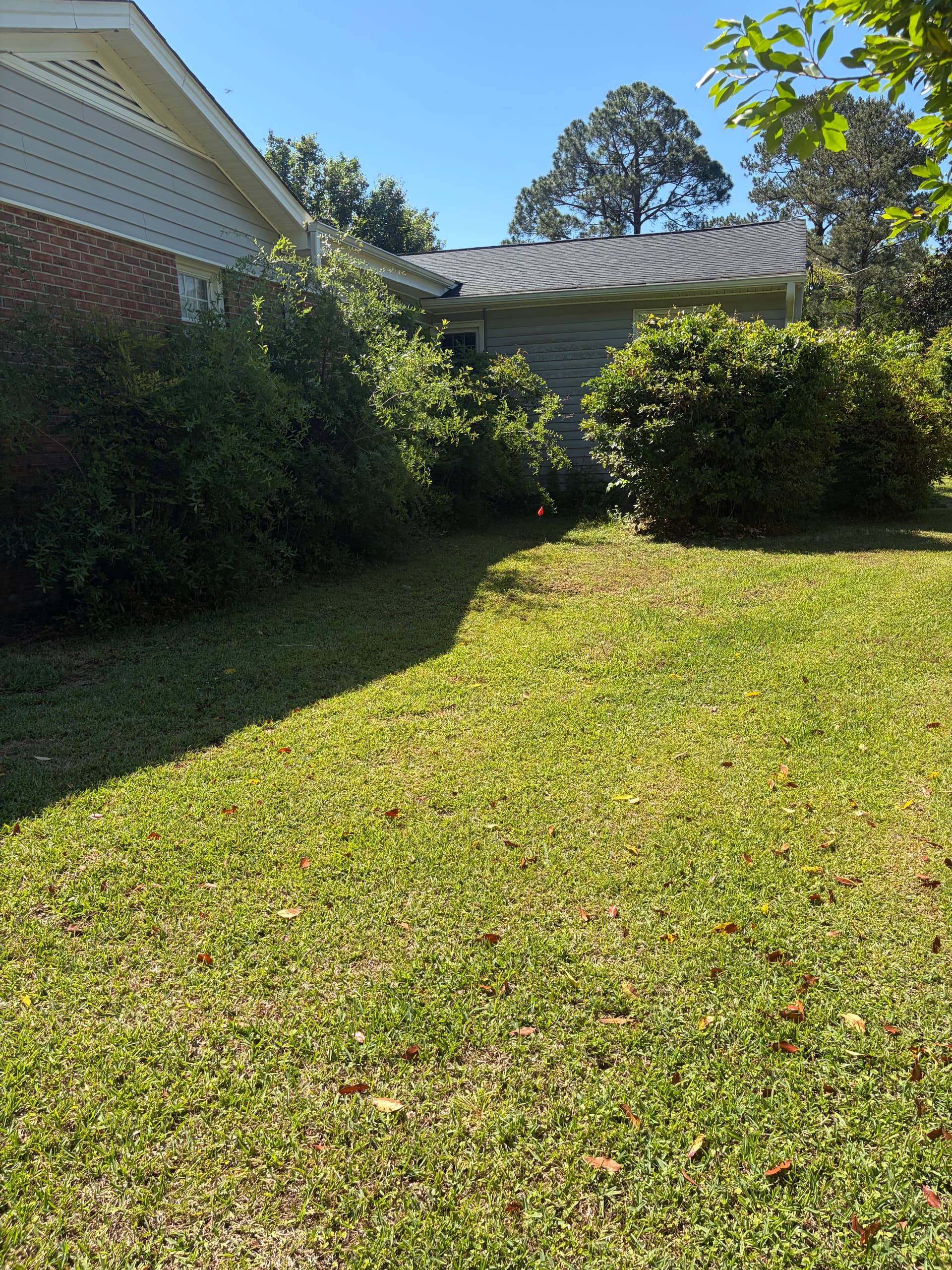 Gallery photos for Shrub Trimming and Fresh Pine Straw Cleanup in Castle Hayne: Image #9