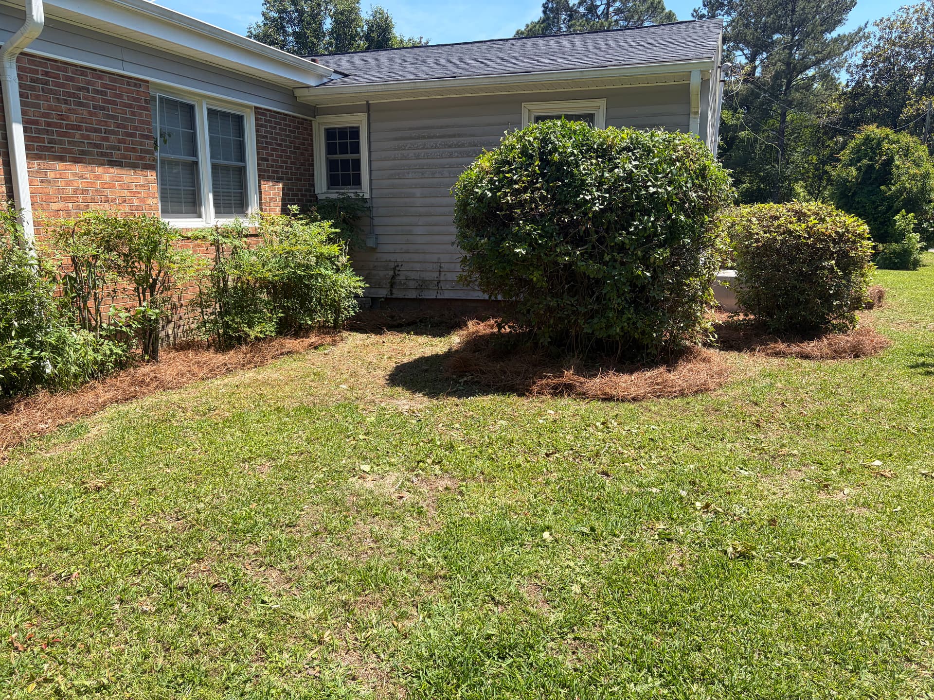 Gallery photos for Shrub Trimming and Fresh Pine Straw Cleanup in Castle Hayne: Image #4