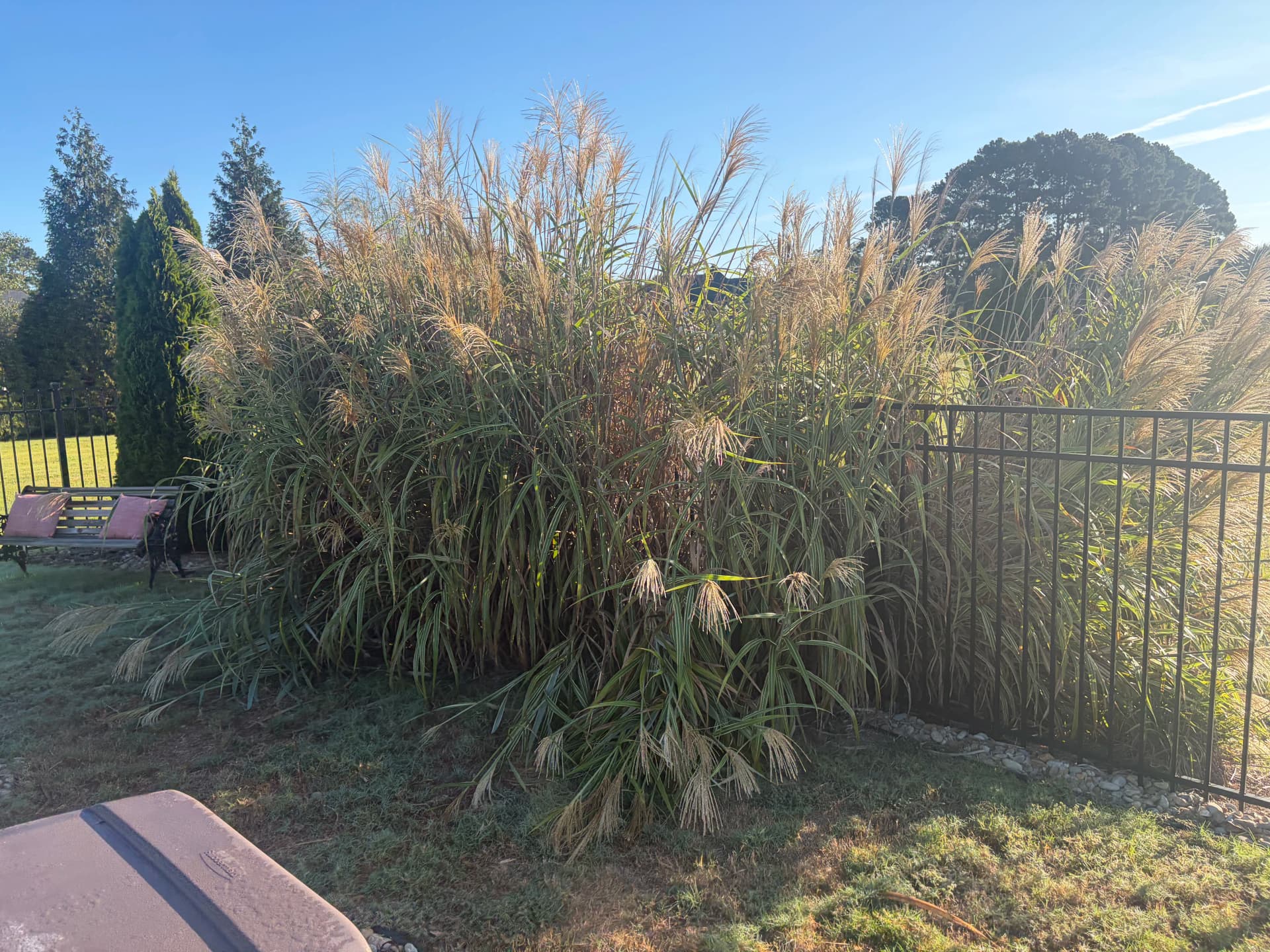 Gallery photos for Shrub Trimming and Planting Cleanup Around a Pool Backyard: Image #8