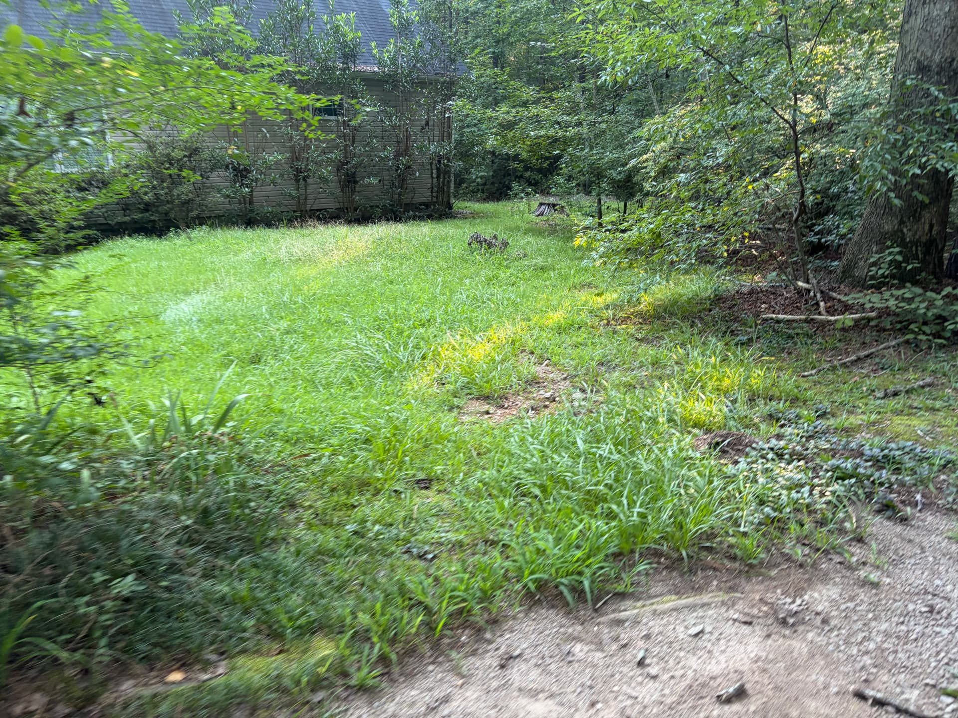 Gallery photos for Wooded Property Cleanup Gets a Serious Fresh Start: Image #5
