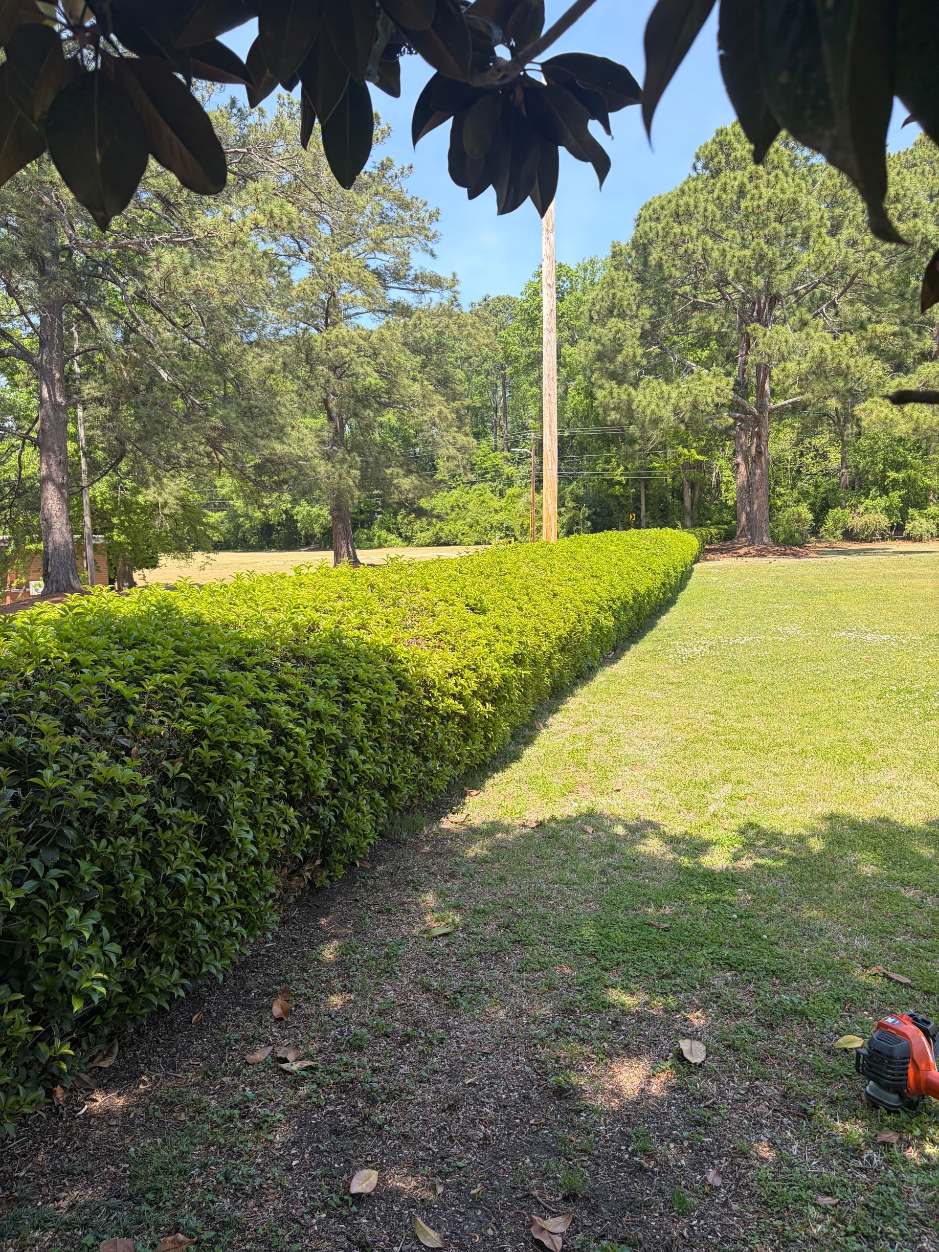 Gallery photos for Hedge Trimming in Wilson NC That Actually Makes a Difference: Image #4