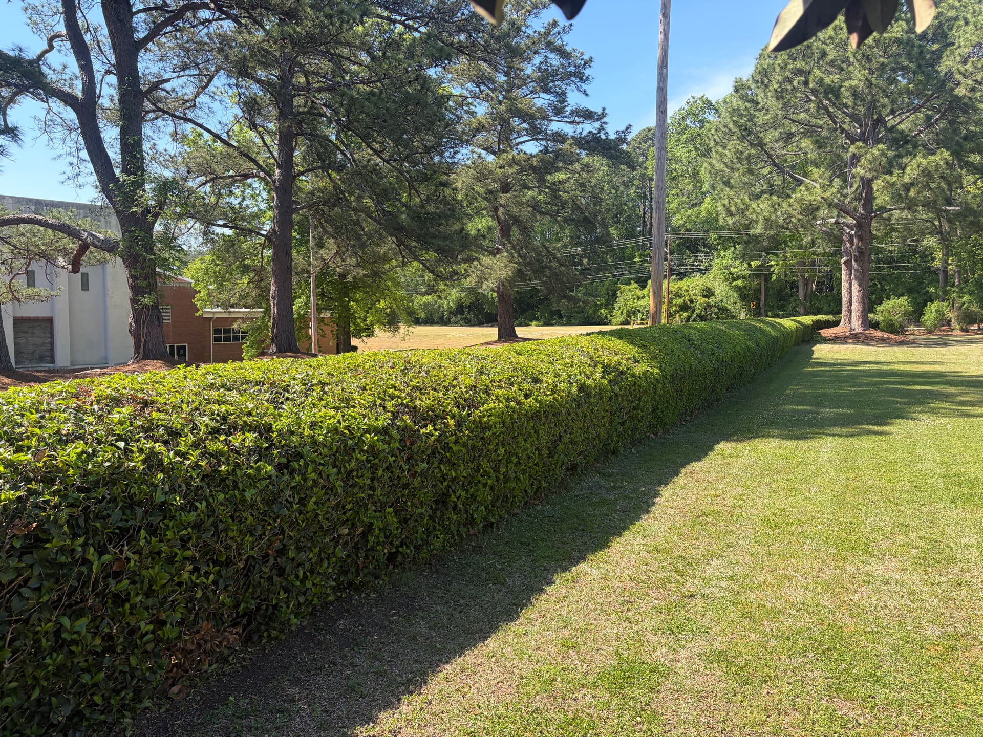 Hedge Trimming in Wilson NC That Actually Makes a Difference image