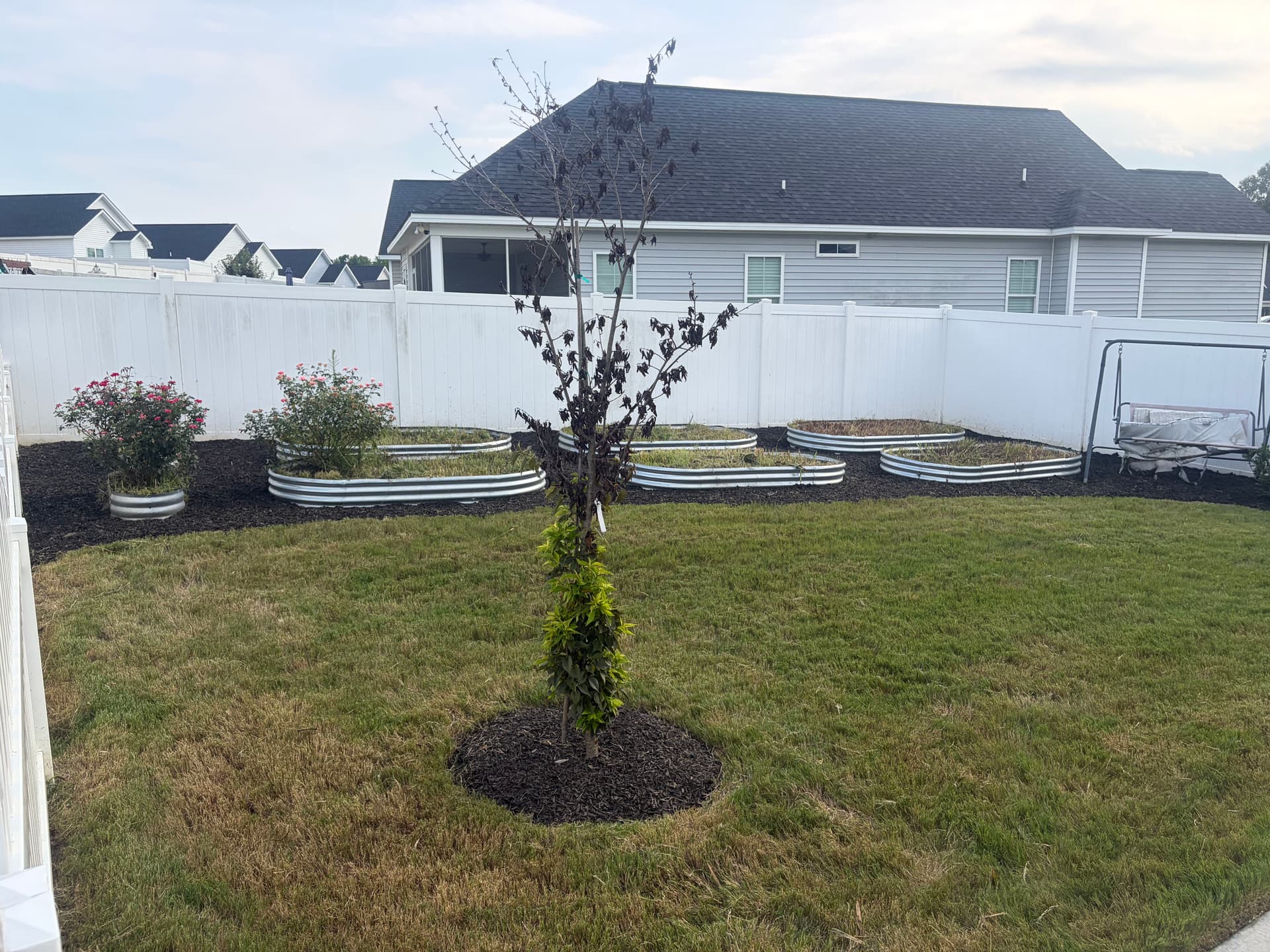 Gallery photos for Backyard Cleanup and Black Mulch Installation That Actually Made a Difference: Image #1