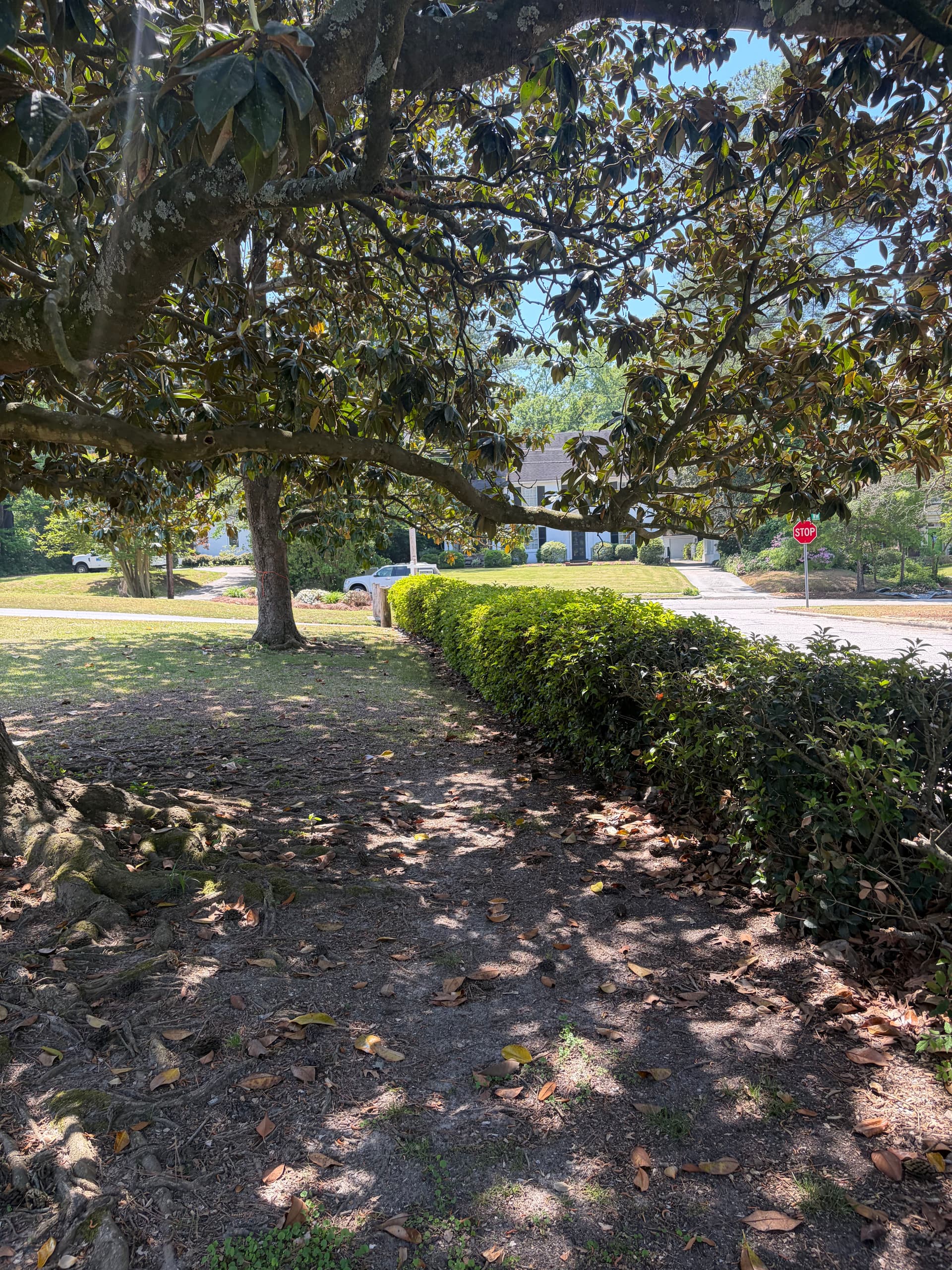 Gallery photos for Hedge Trimming in Wilson NC That Actually Makes a Difference: Image #5