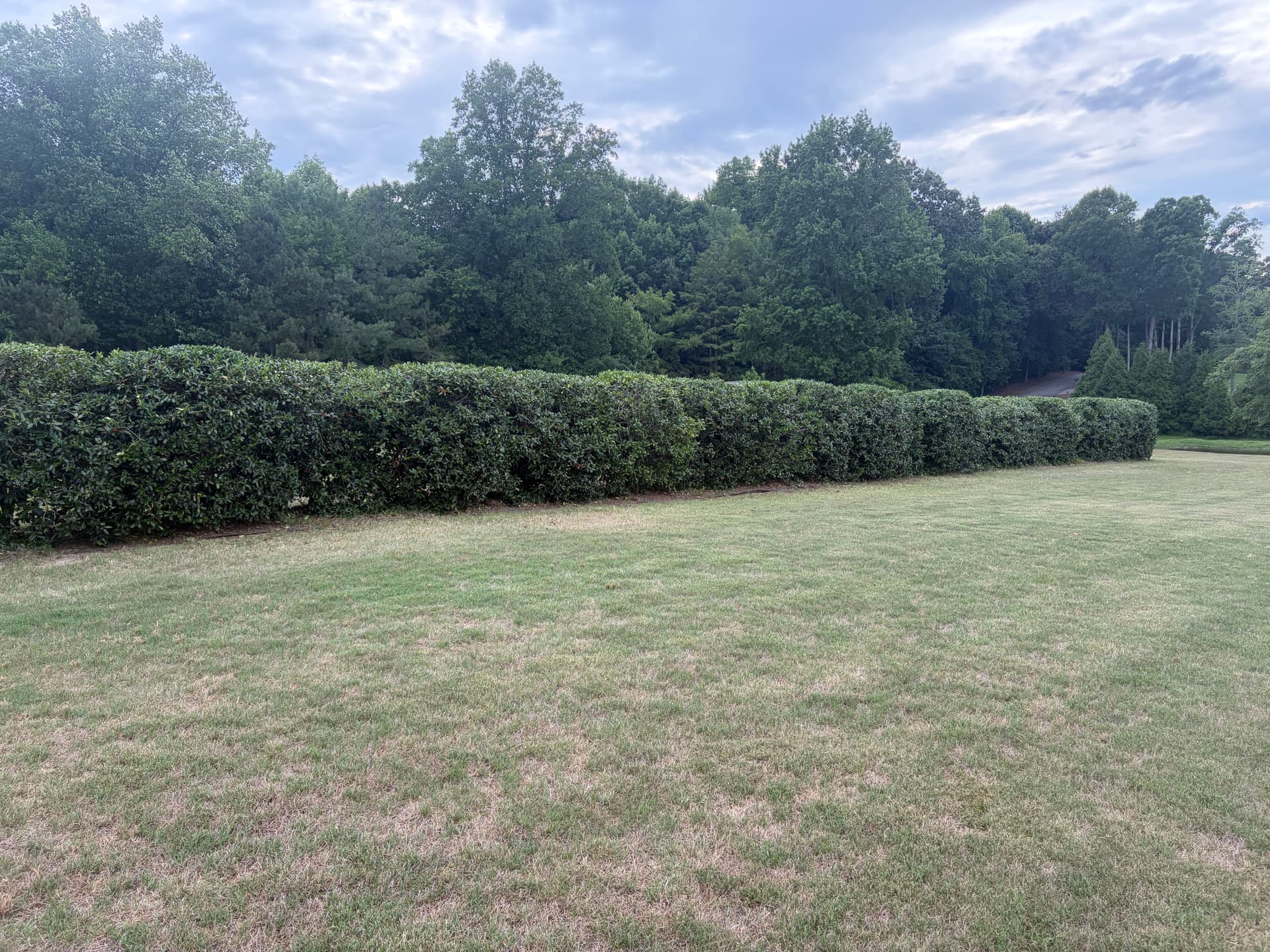 Gallery photos for Shrub Trimming That Actually Makes Your Home Look Sharp: Image #3