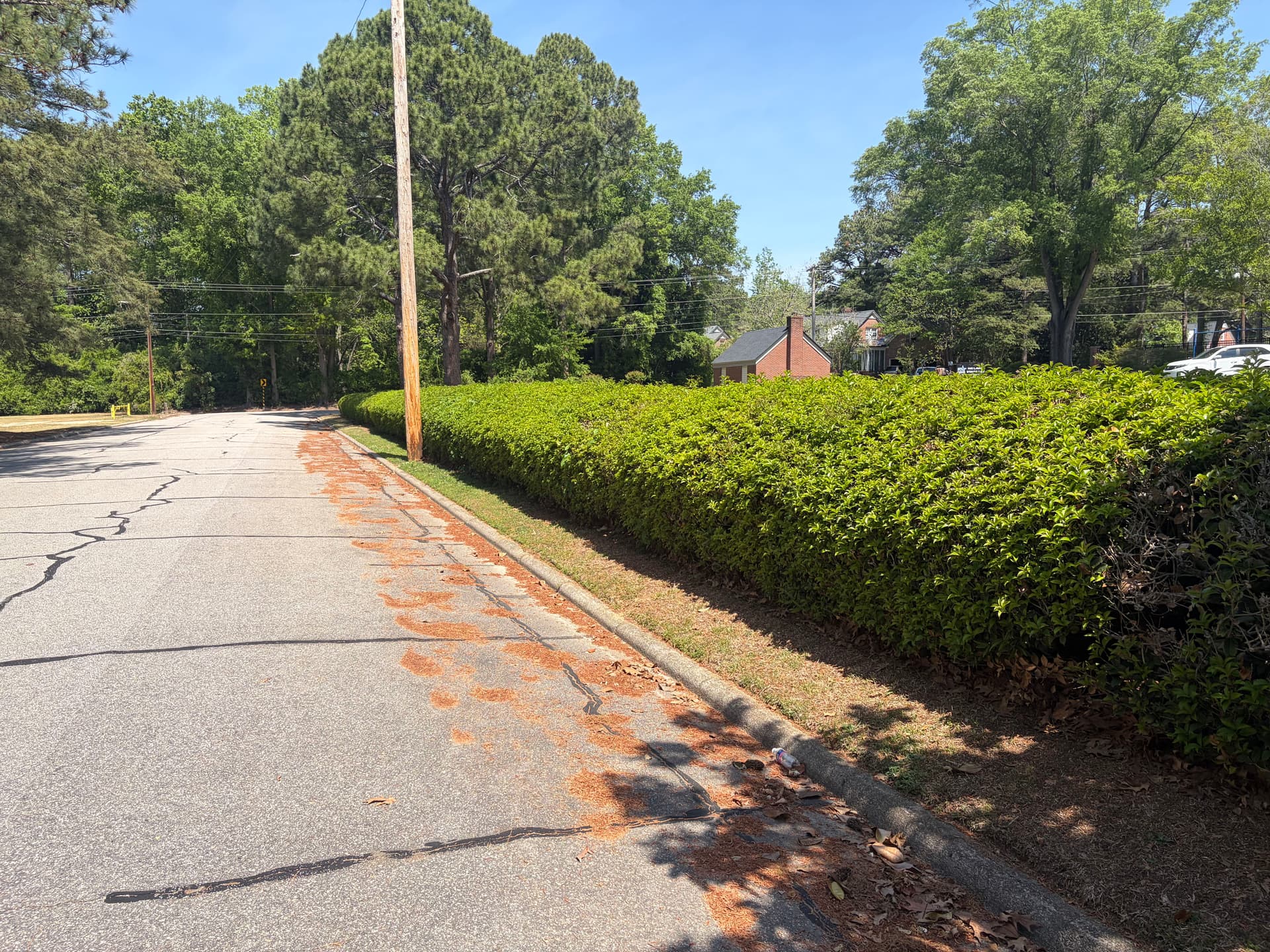 Gallery photos for Hedge Trimming in Wilson NC That Actually Makes a Difference: Image #3