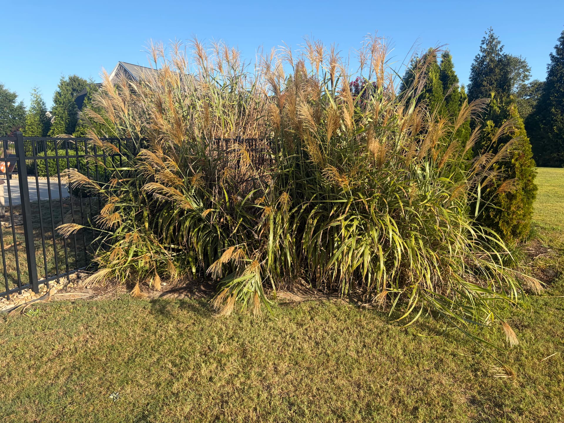 Gallery photos for Shrub Trimming and Planting Cleanup Around a Pool Backyard: Image #9