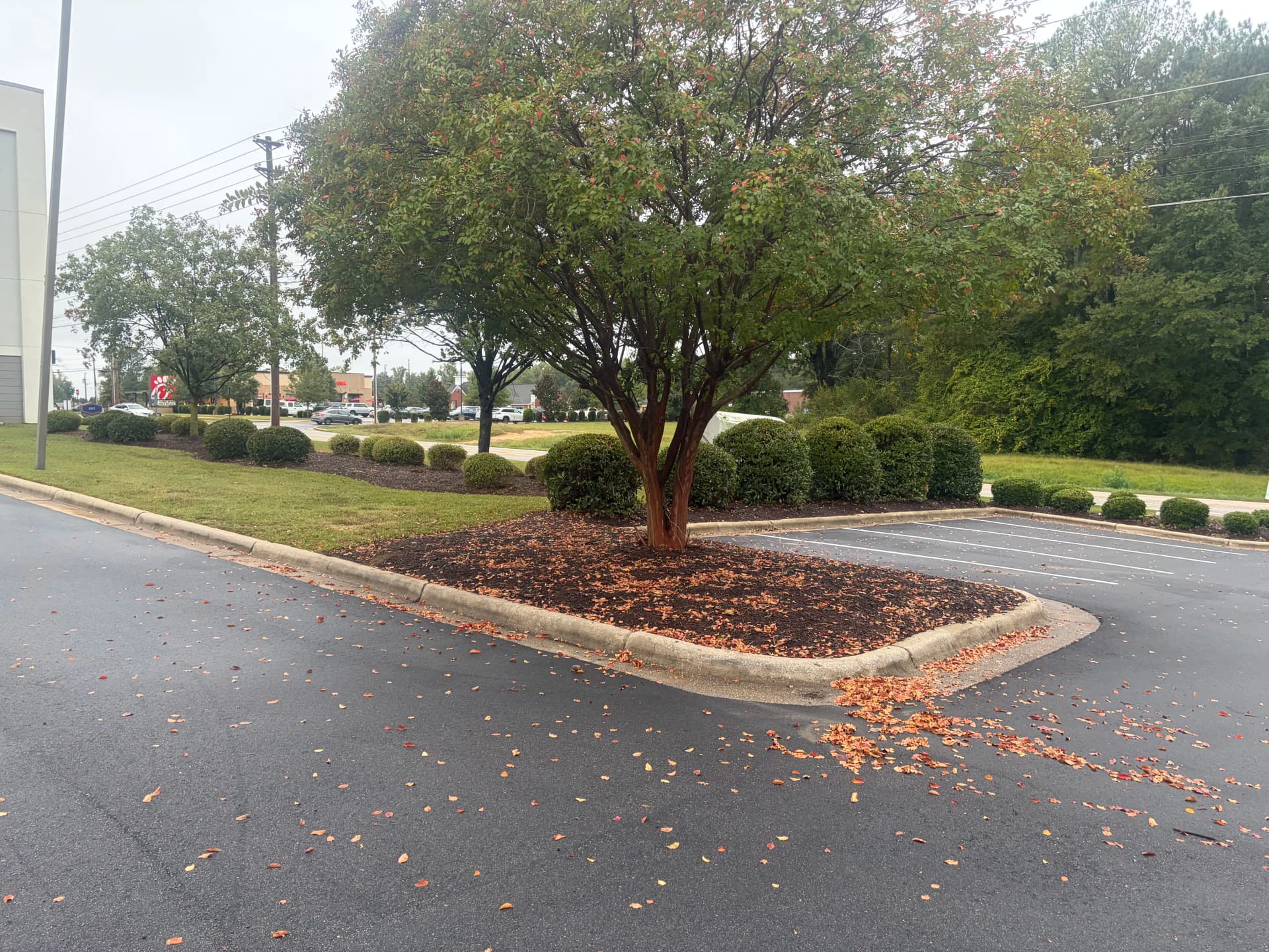 Gallery photos for Hotel Landscape Cleanup With Mulch and Fresh Plantings: Image #6