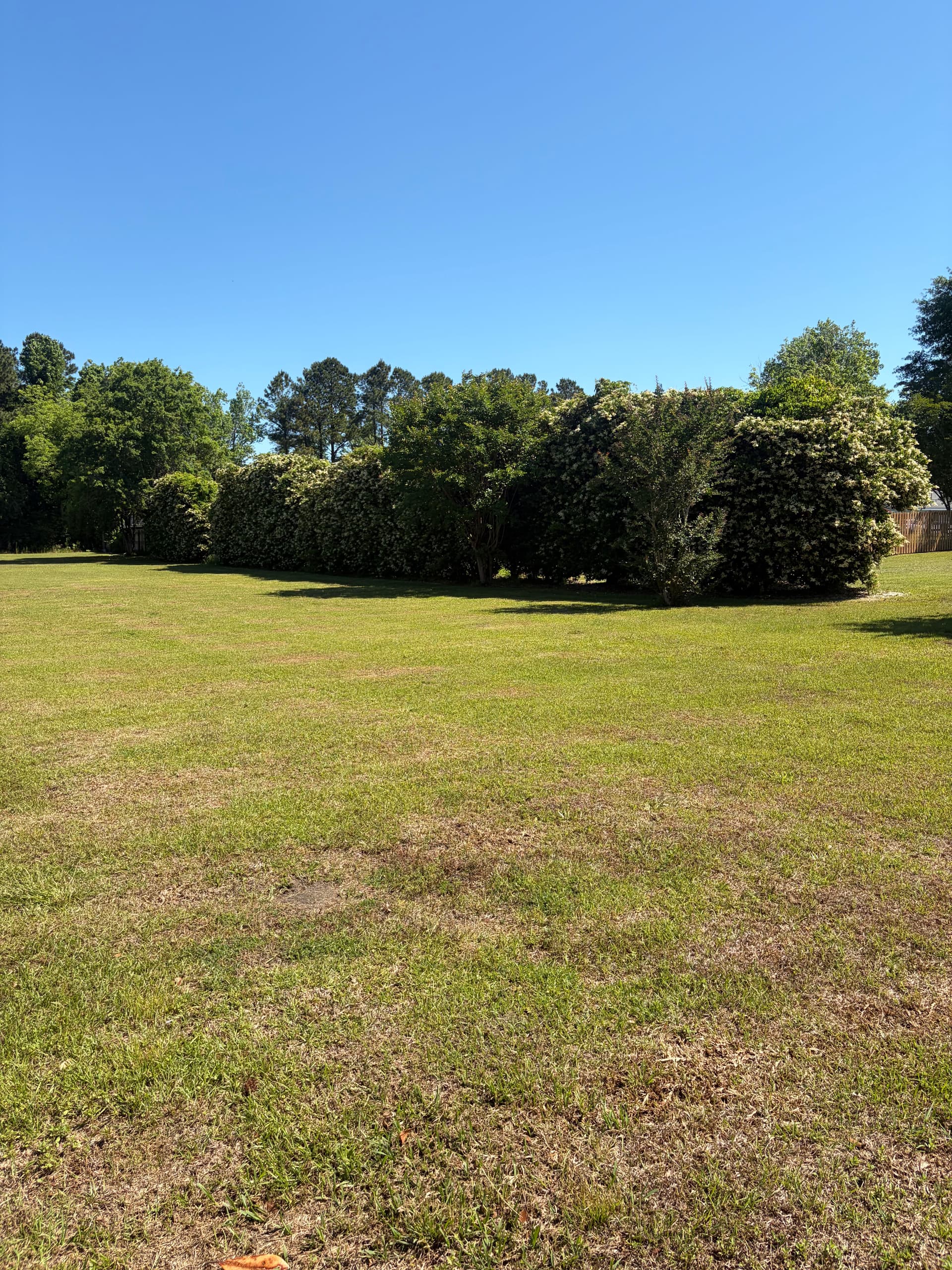 Gallery photos for Shrub Trimming and Fresh Pine Straw Cleanup in Castle Hayne: Image #8