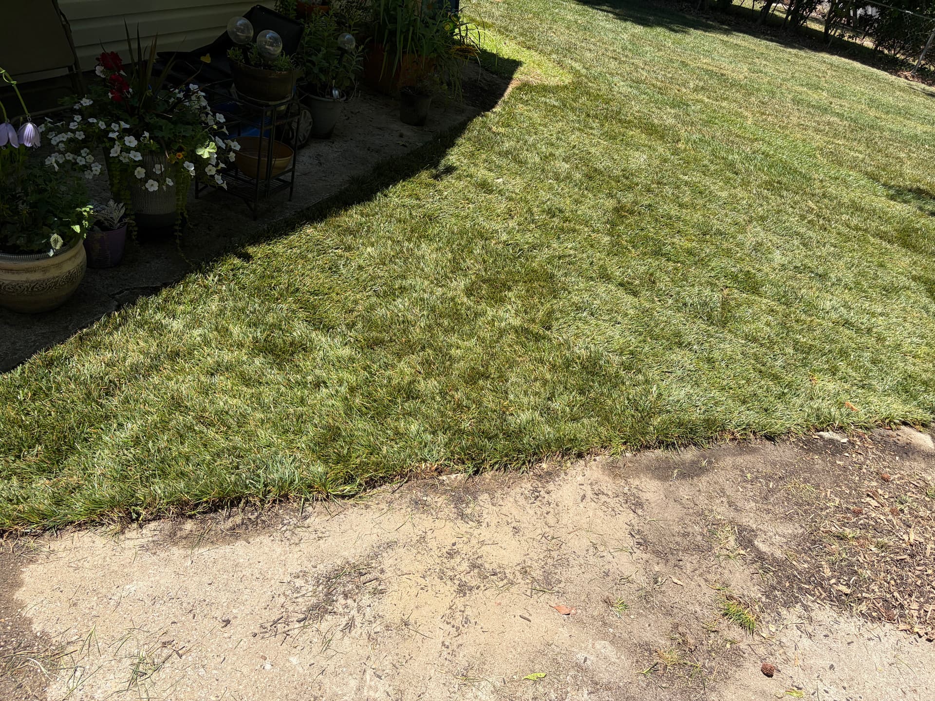 Gallery photos for First Sod Install Complete and We're Proud of This One: Image #5
