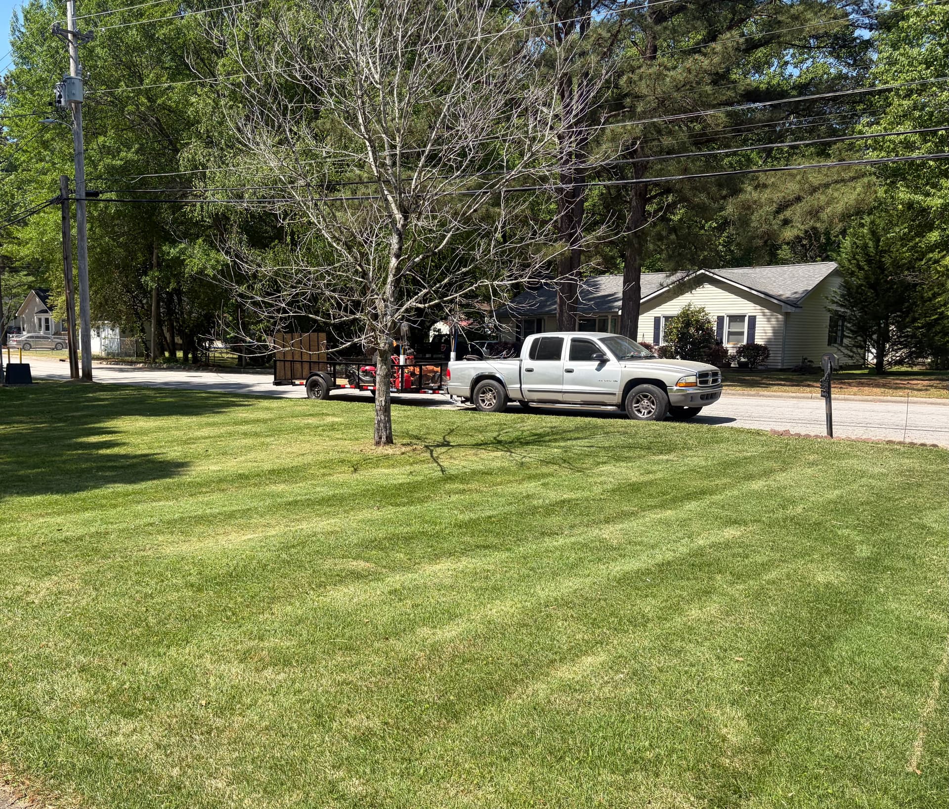 Overgrown Wilson Yard Gets a Full Cleanup and Cut image